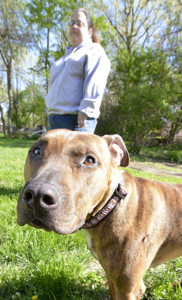 Pit bull ban Vaughan